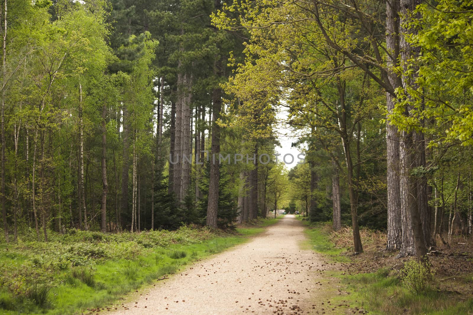 Beautiful English woodland scene with light coming though the trees.