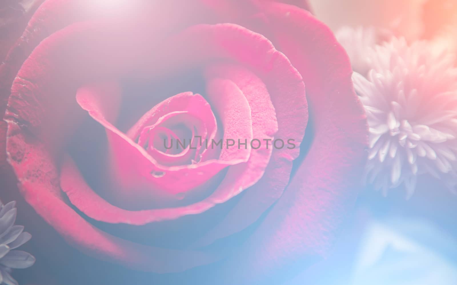 Beautiful roses flowers in soft style.Floral background and Valentine background.