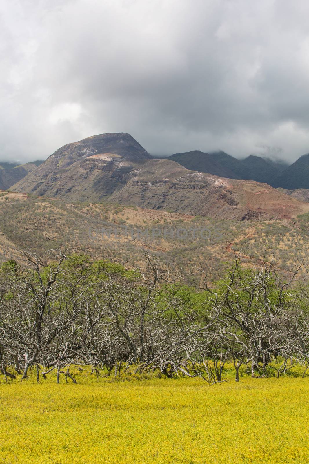 Cloudy mountain on Molokai with Field in foreground