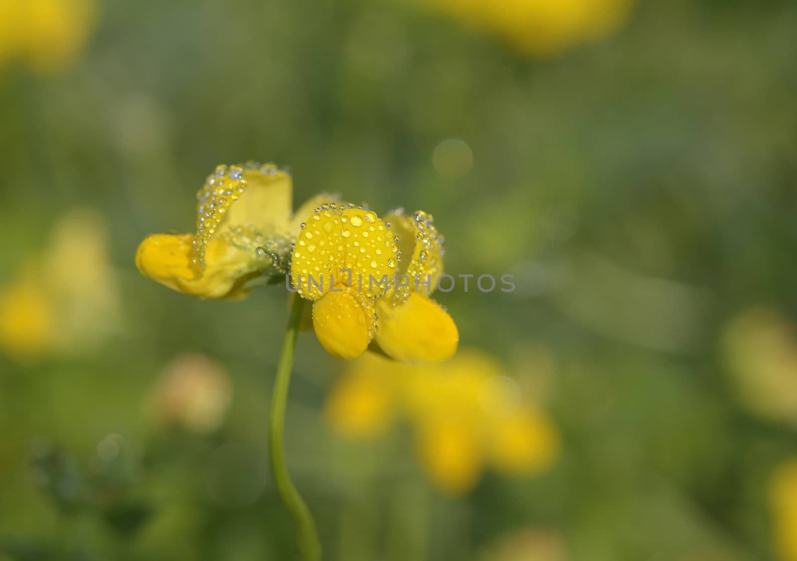 Closeup of on bird's foot trefoil a morning