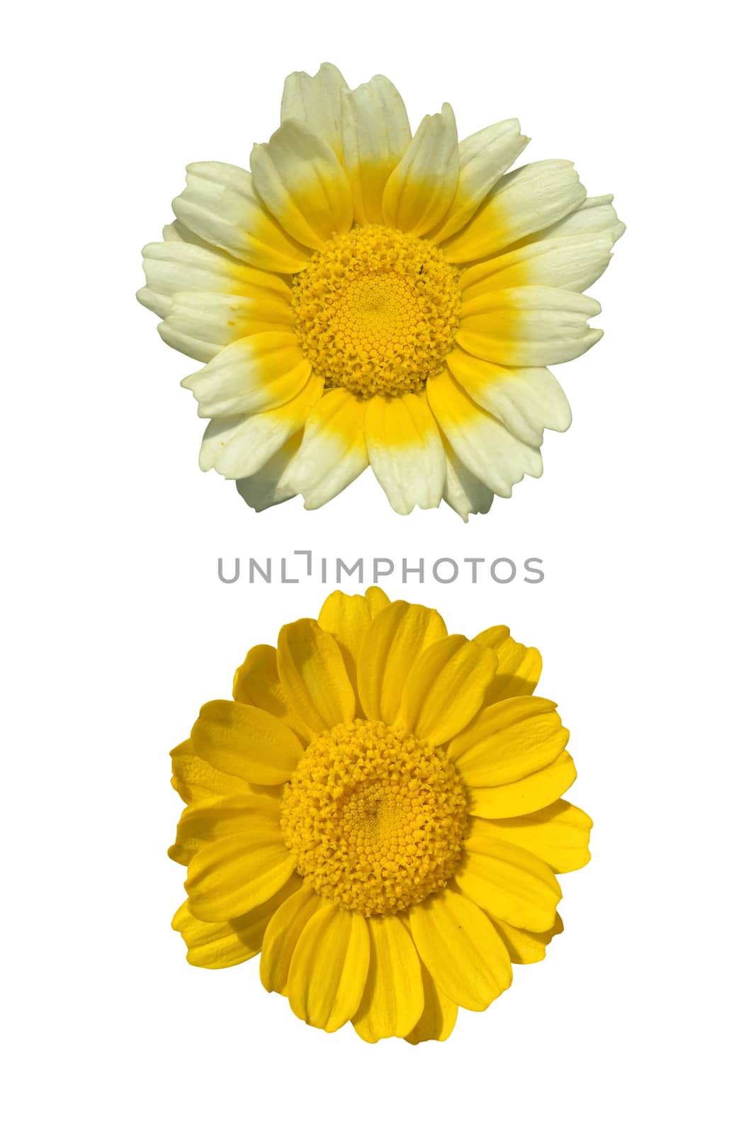 Close-up of two globionus isolated on white