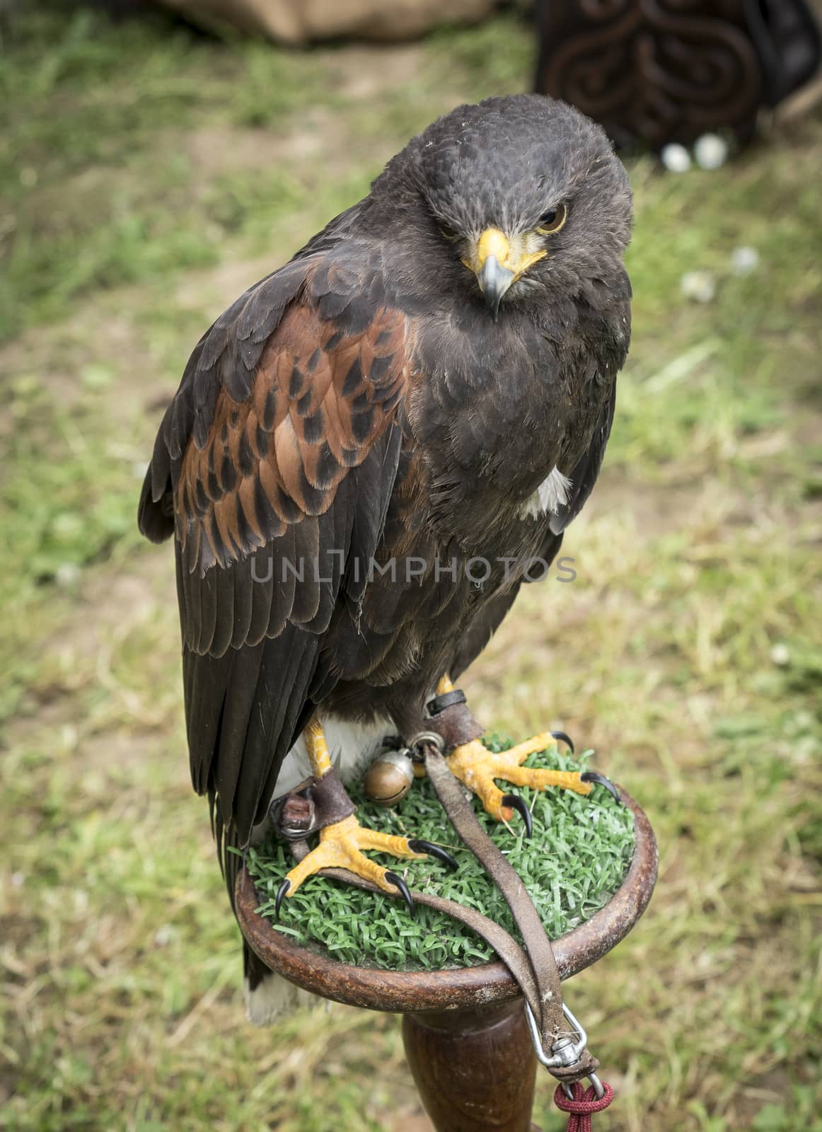 The lanner falcon, Hawk, Close up  Portrait of Lanner falcon in a falconer show