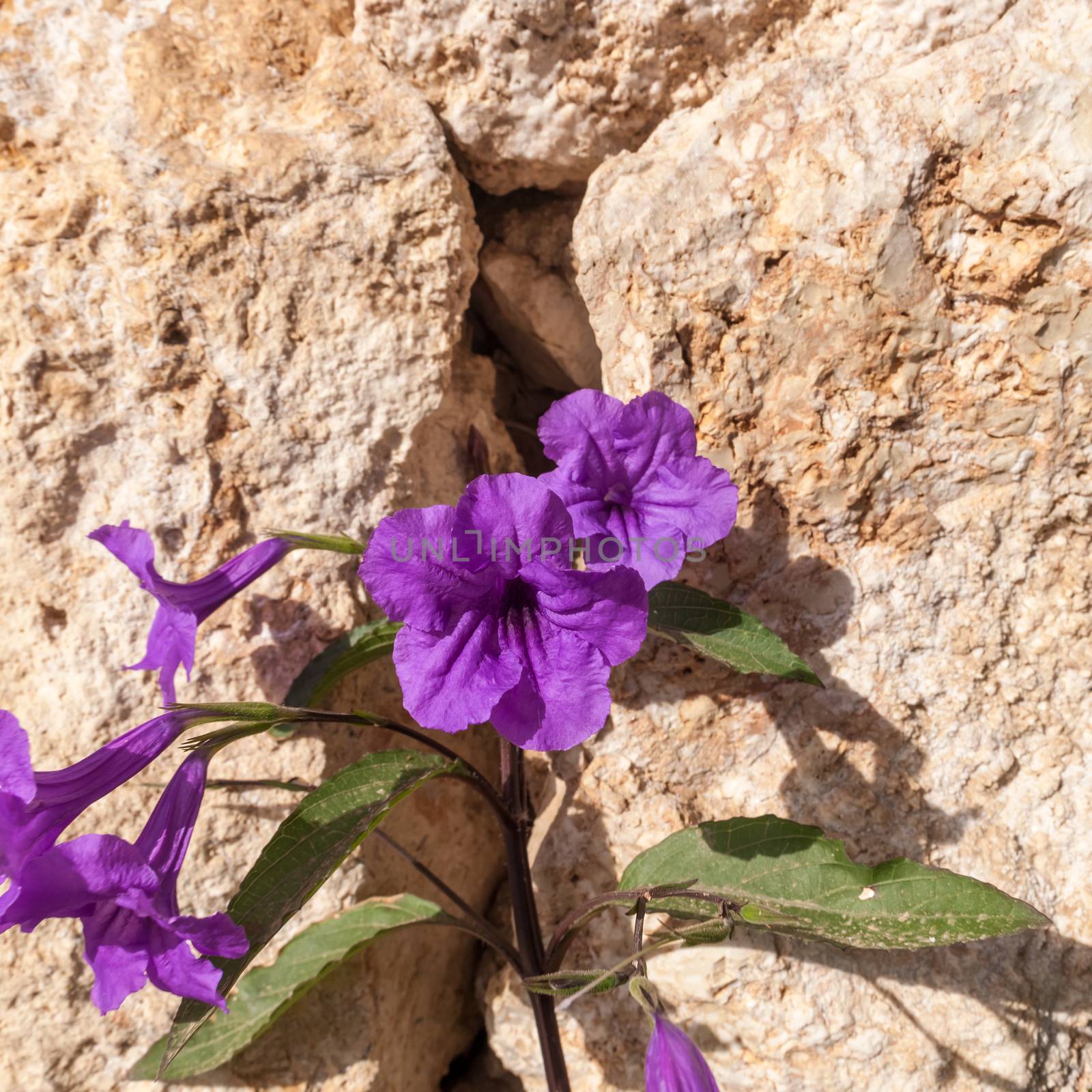 The Purple Petunias on stone background. Sharm el Sheikh, Egypt