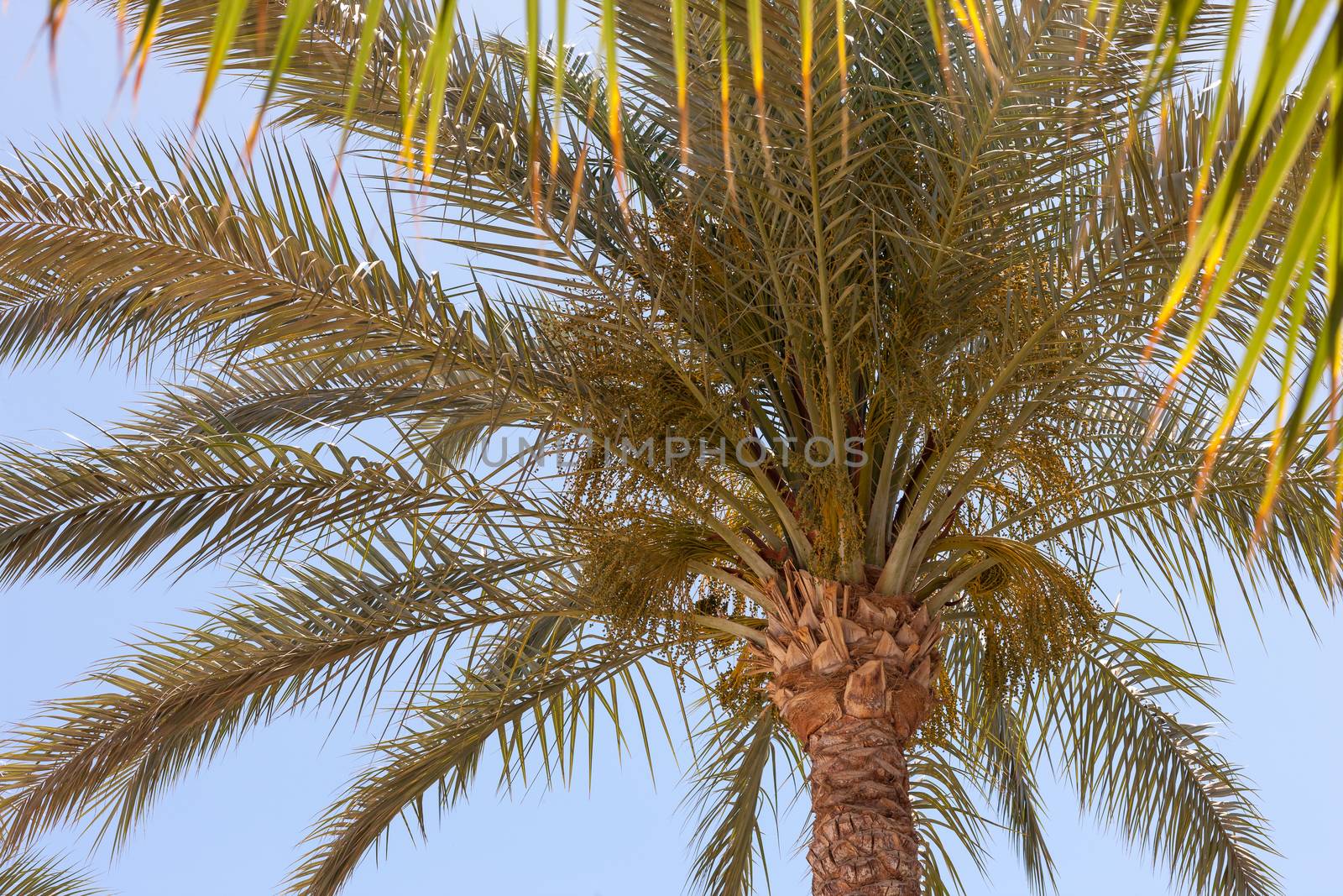 Palm tree in Egypt against blue sky