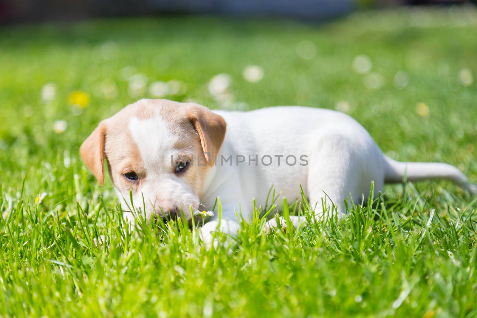 Mixed-breed cute little puppy outdoors on a meadow on a sunny spring day.