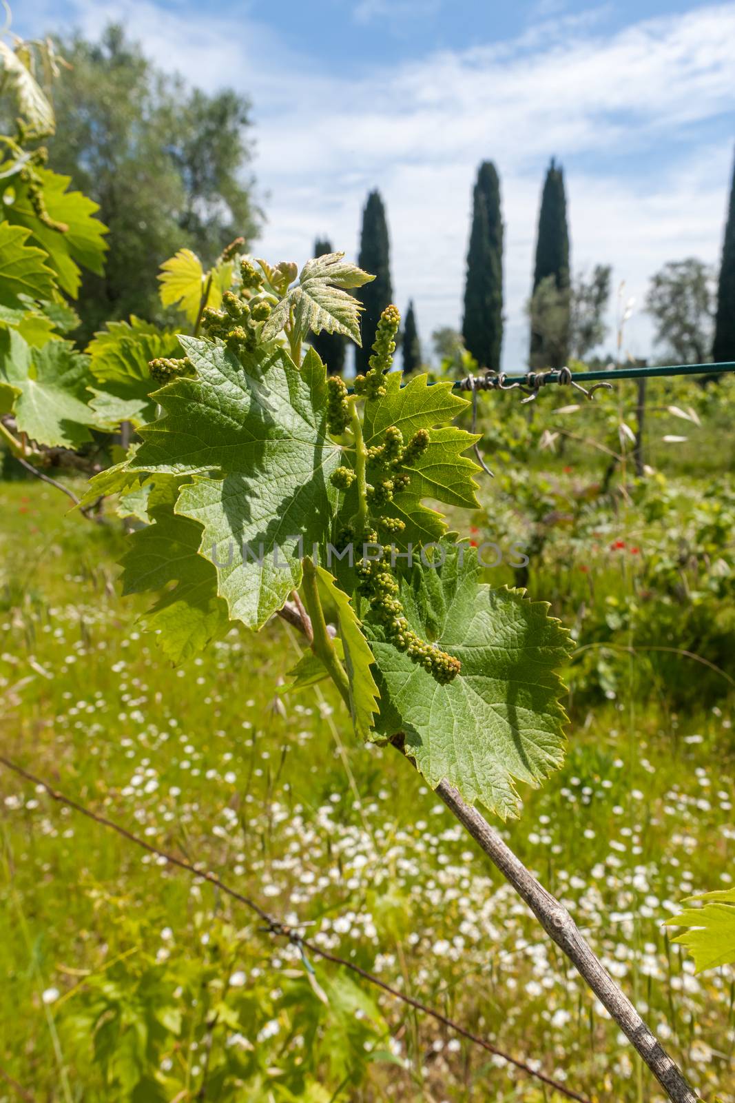 young green unripe wine grapes against the backdrop of a plantation