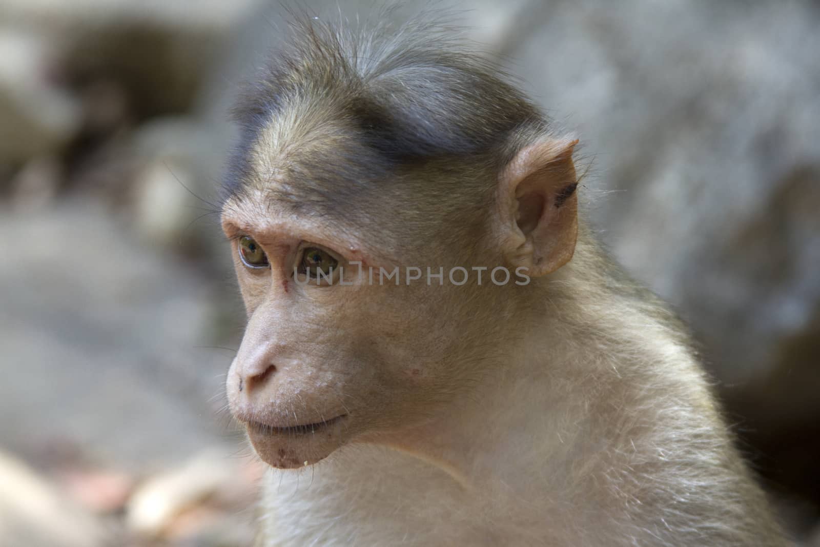 Portrait of a young Macaque closely tracking the order what is happening around. India Goa.