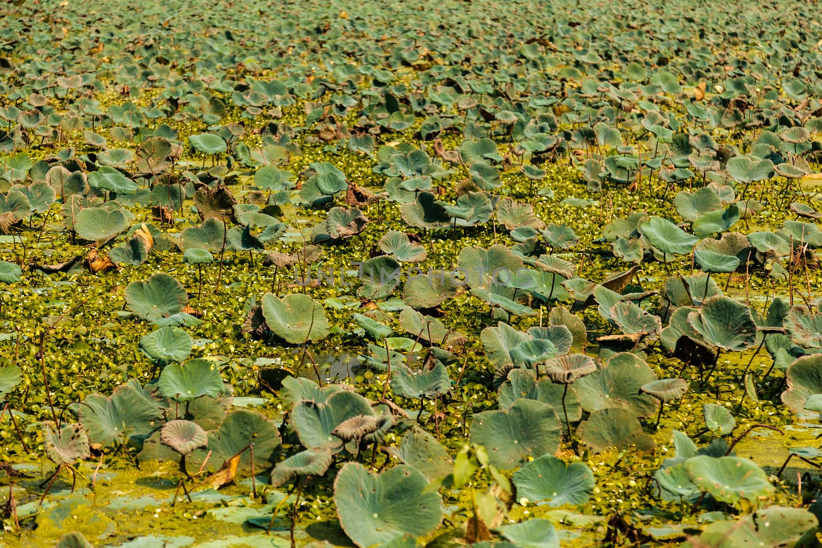 Pink lotus (Nelumbo Nucifera) field in the bird sanctuary lak, Nawabganj, Unnao, Uttar Pradesh (India). October 2014.