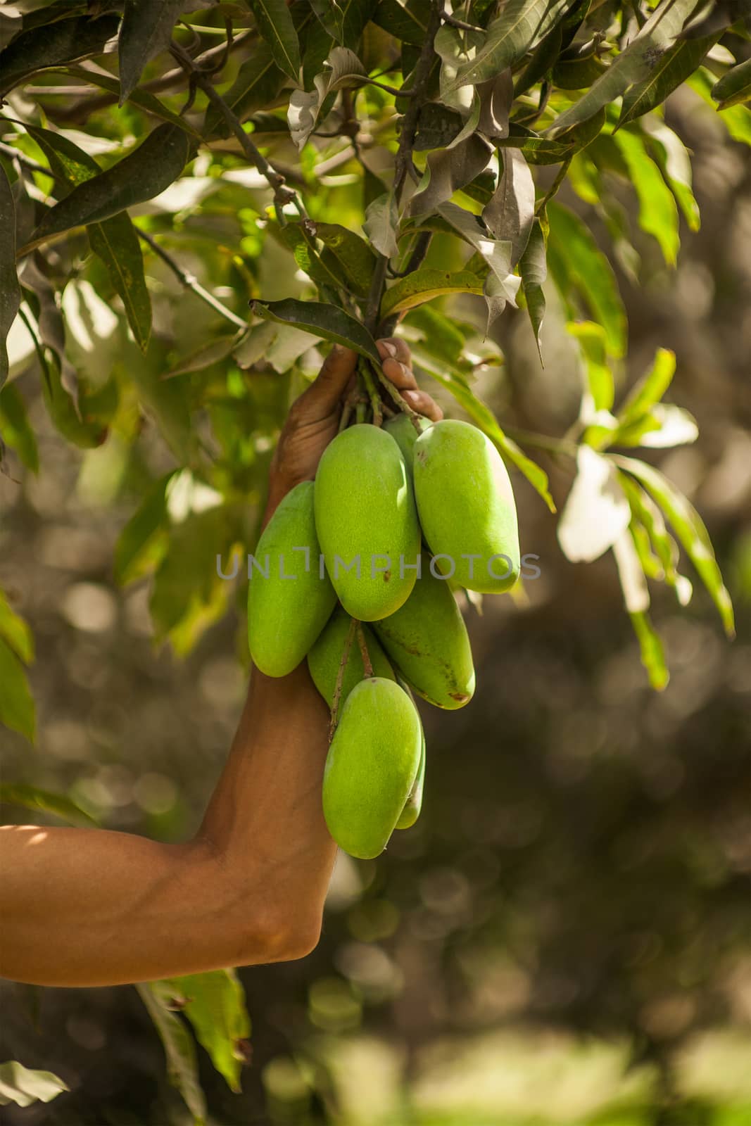 Hand holding Bunch of green mangoes on tree in garden