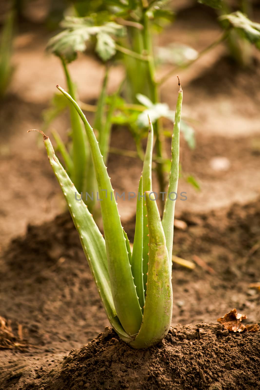 Close up of Aloe Vera Plant soil background