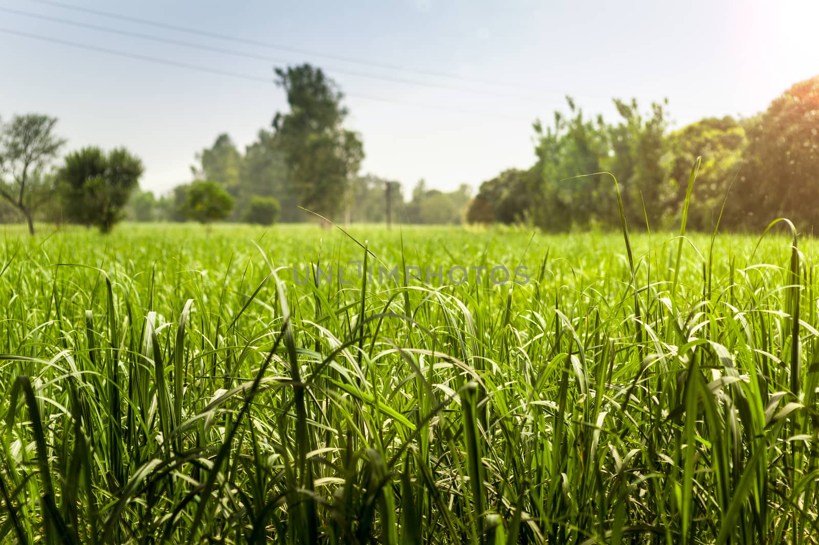 Green wheat field in the summer sunlight