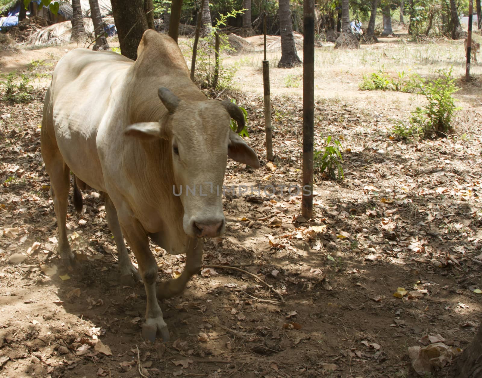 Cow in the jungles of India Goa by mcherevan