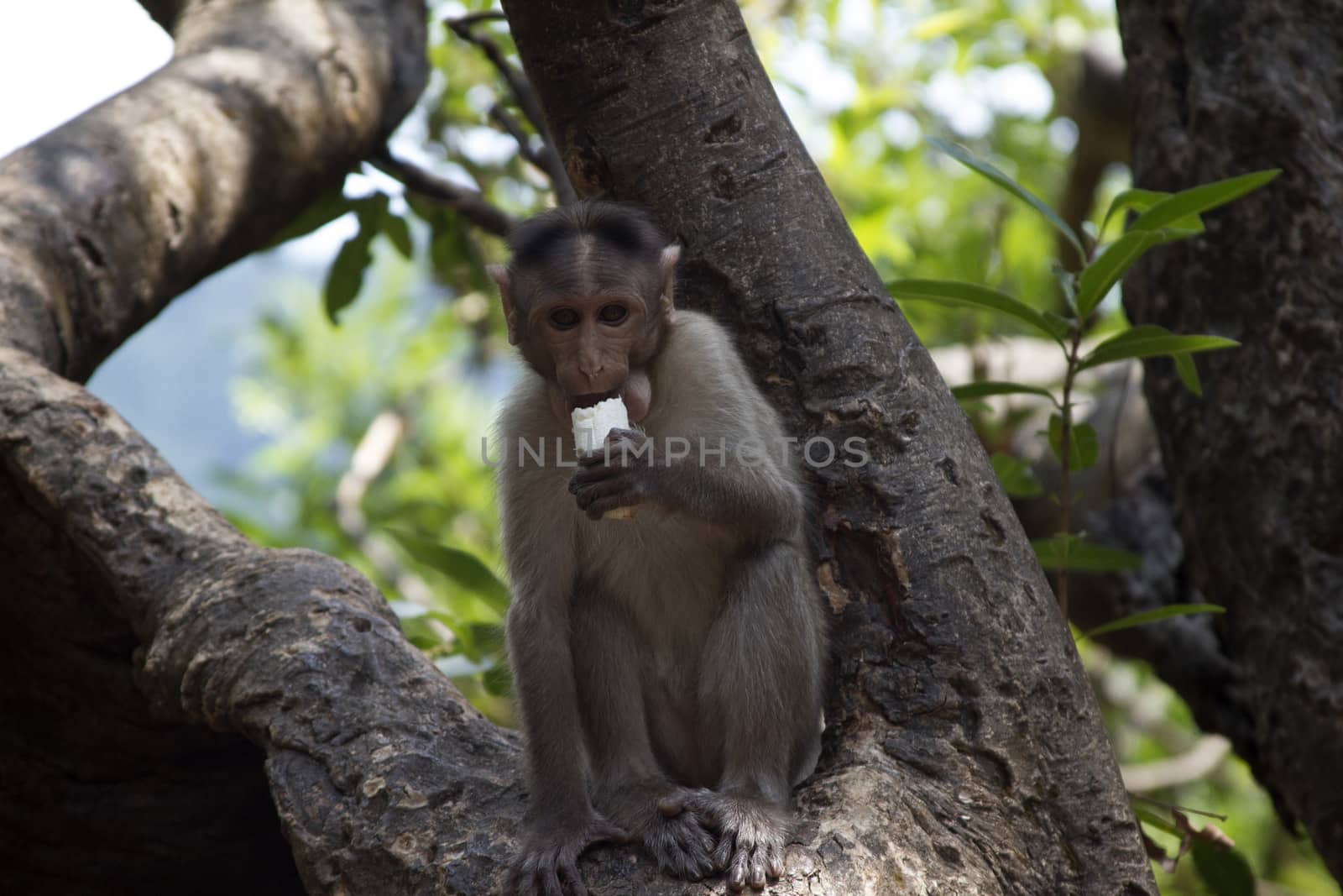 Portrait of a young Macaque taking on food with his hands. India Goa by mcherevan