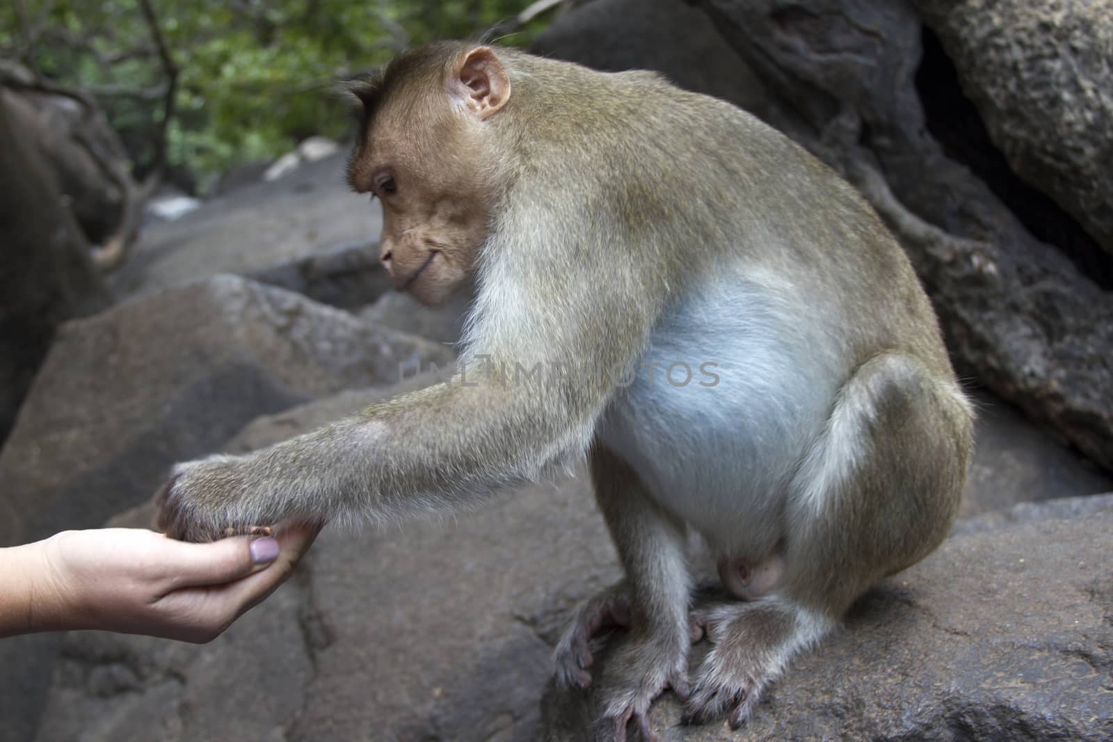 Portrait of a young Macaque taking on food with his hands. India Goa.