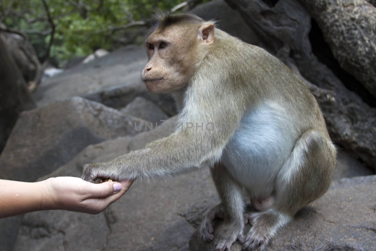 Portrait of a young Macaque taking on food with his hands. India Goa by mcherevan