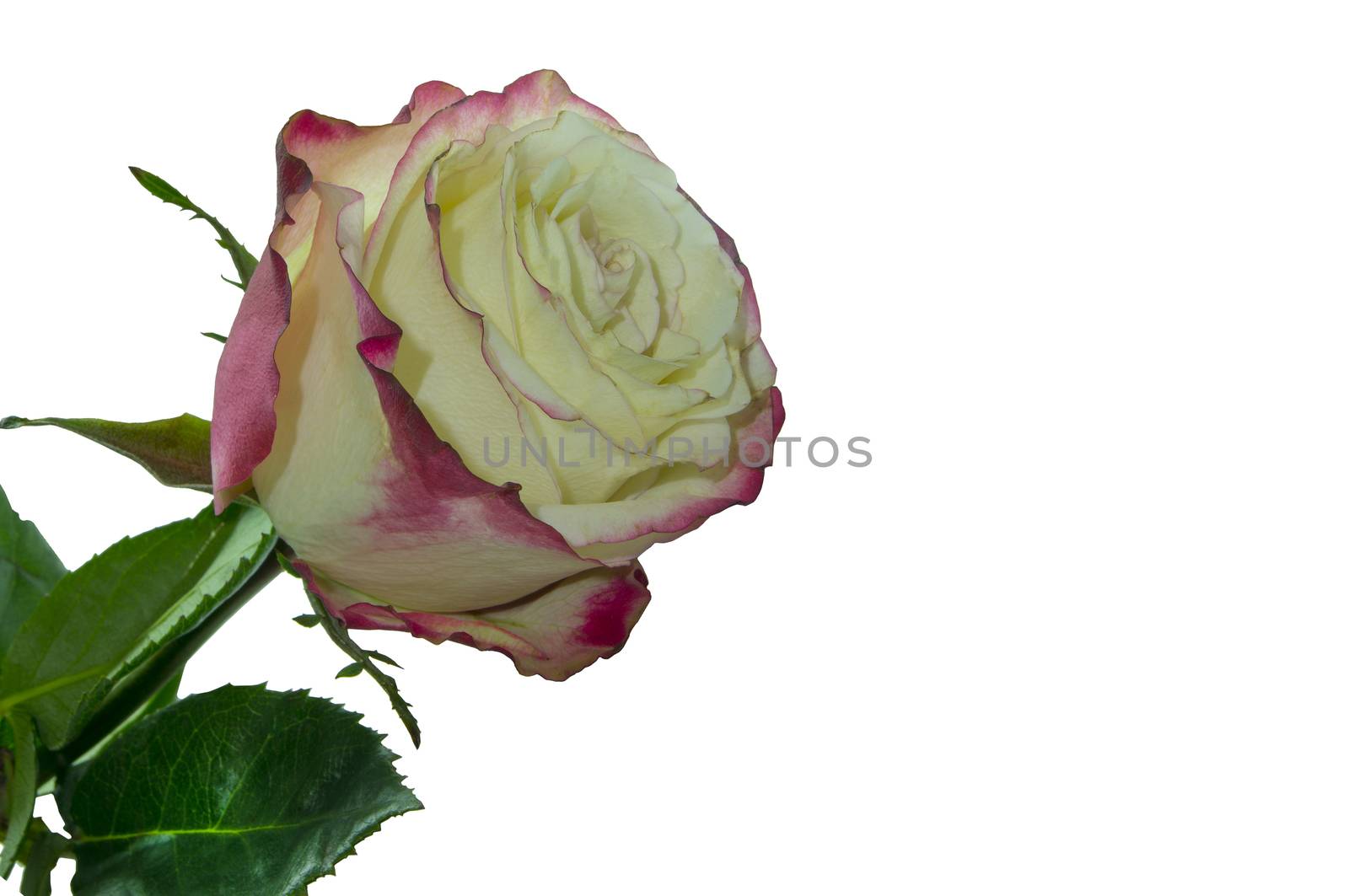 Rose. For your commercial and editorial use
