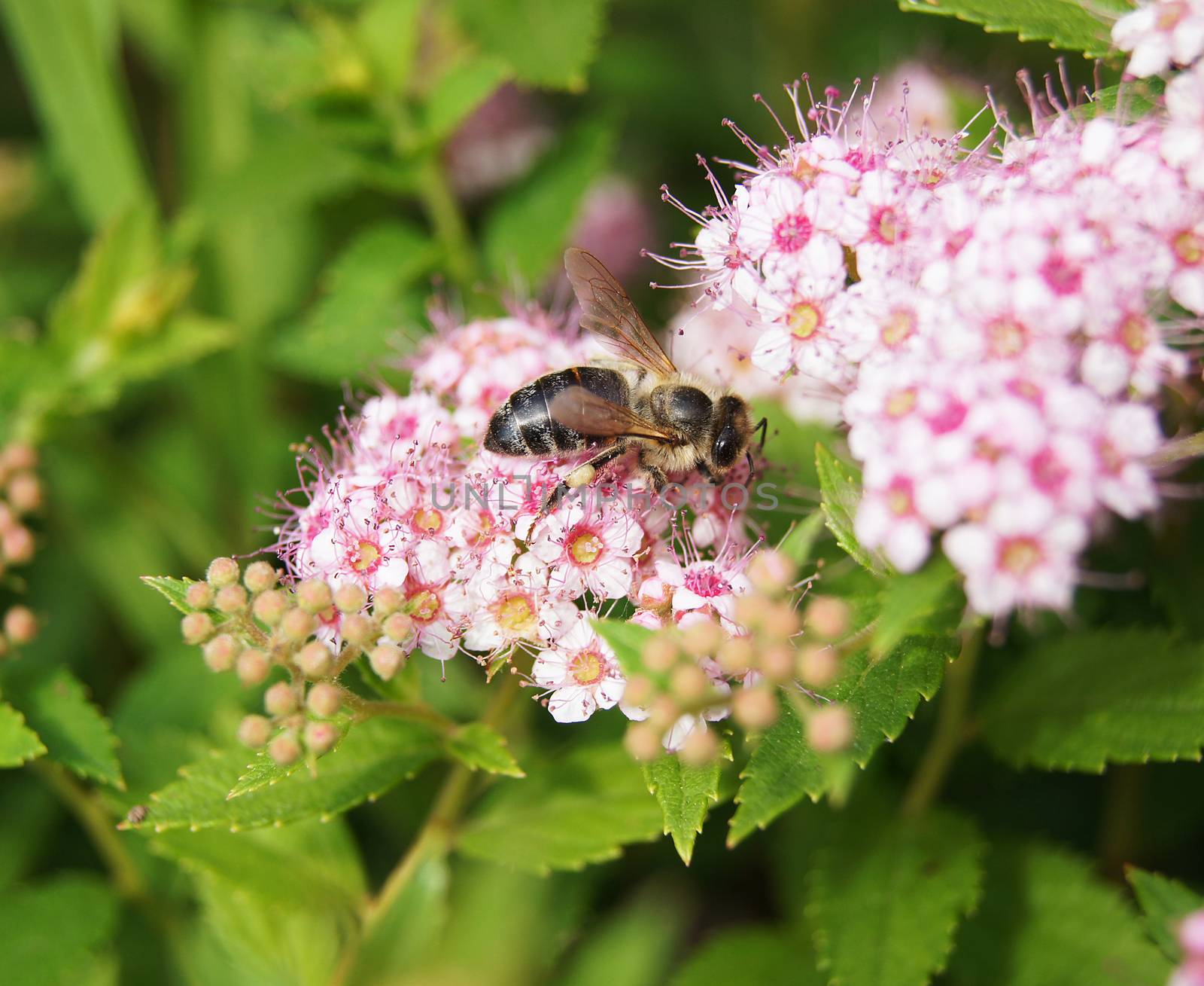 bee on Spiraea Spring on the beautiful and sunny meadow