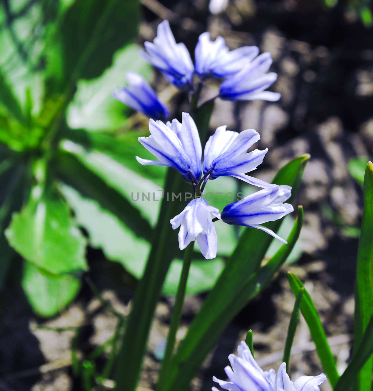 Blue Hyacinth macro on white background by serhii_lohvyniuk