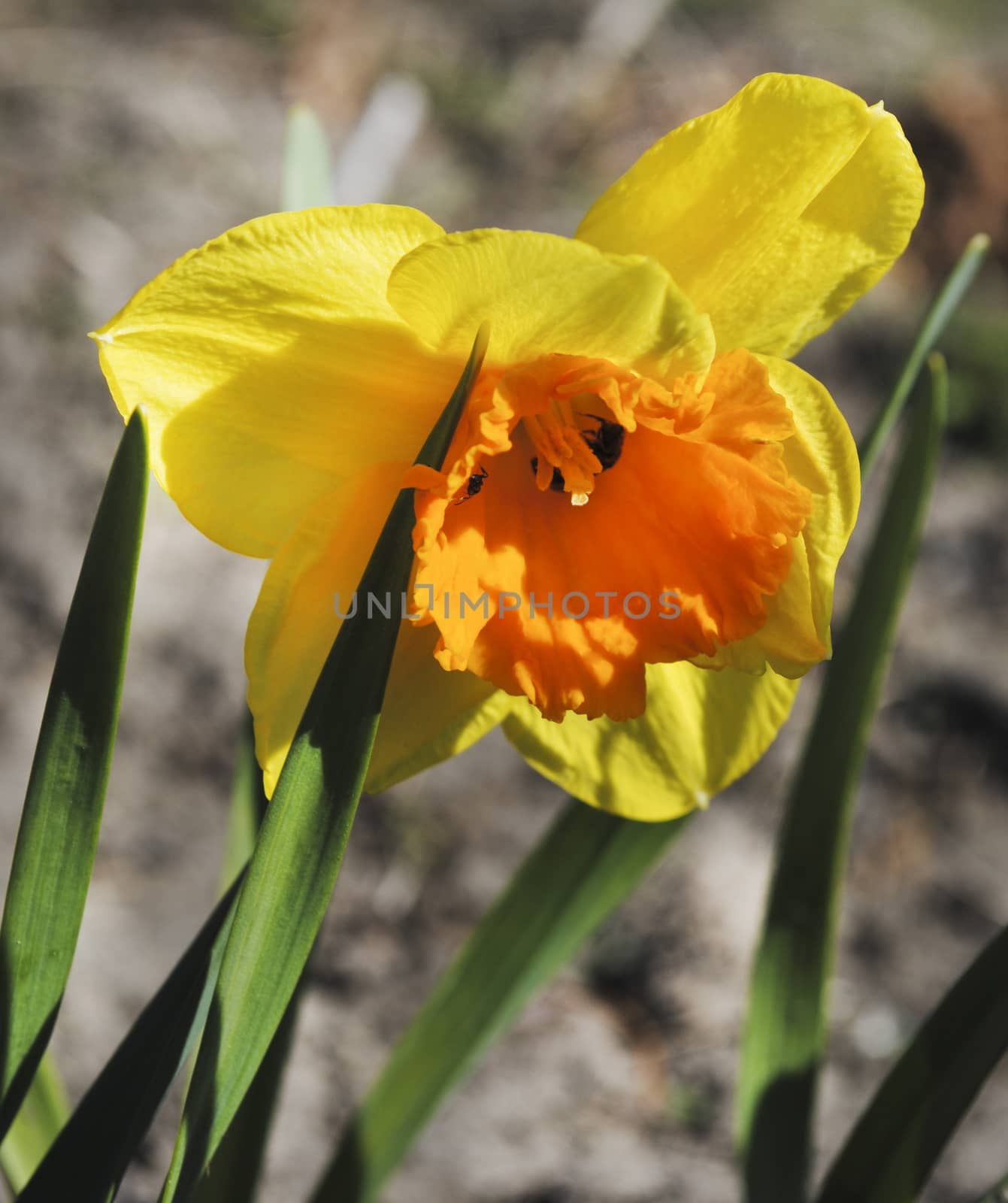 narcissus flowers Spring on the beautiful and sunny meadow