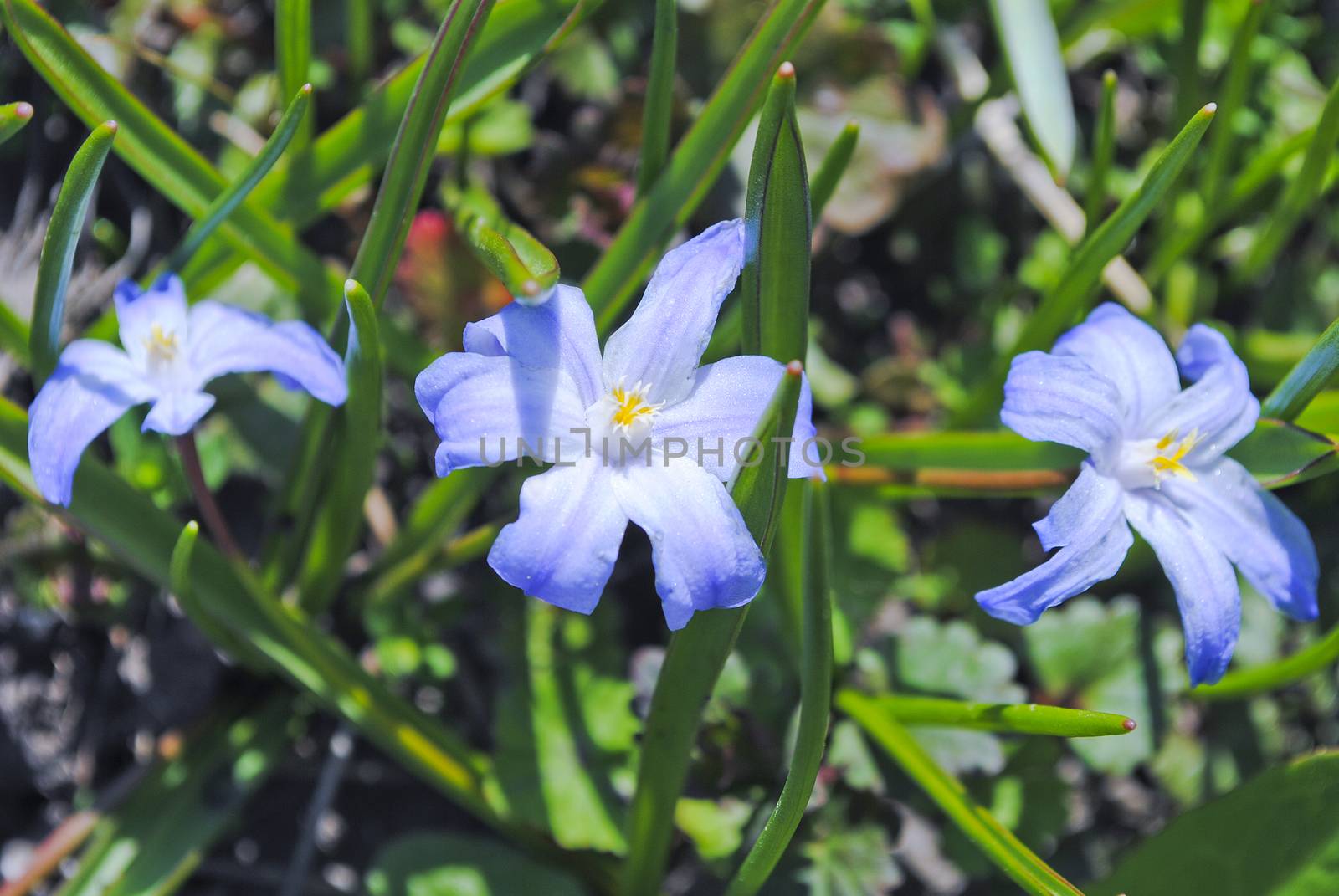 scilla Spring on the beautiful and sunny meadow