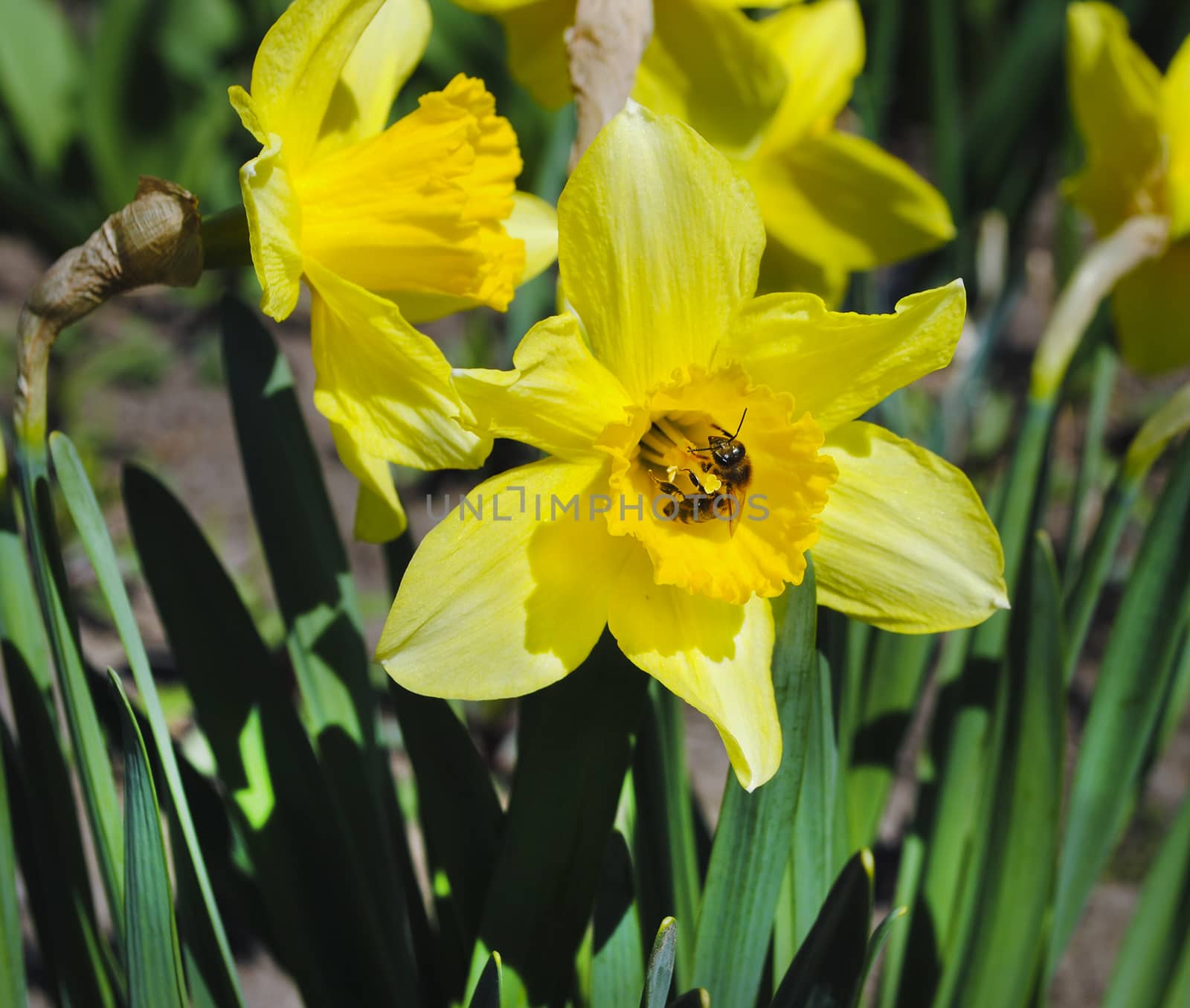 narcissus flowers Spring on the beautiful and sunny meadow