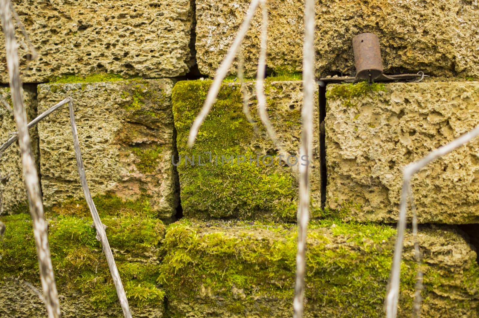 Moss on a Stone Wall. For your commercial and editorial use. by serhii_lohvyniuk