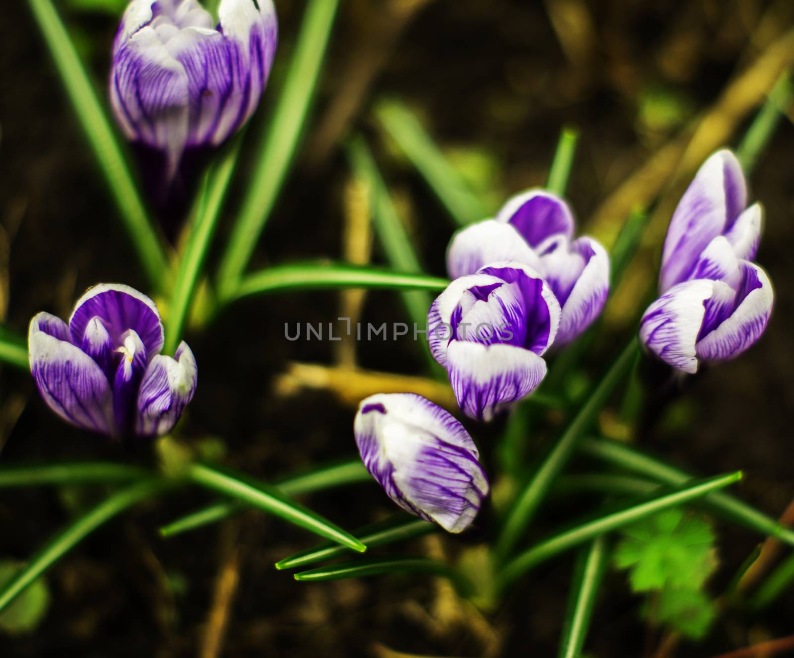 Crocus. For your commercial and editorial use. by serhii_lohvyniuk