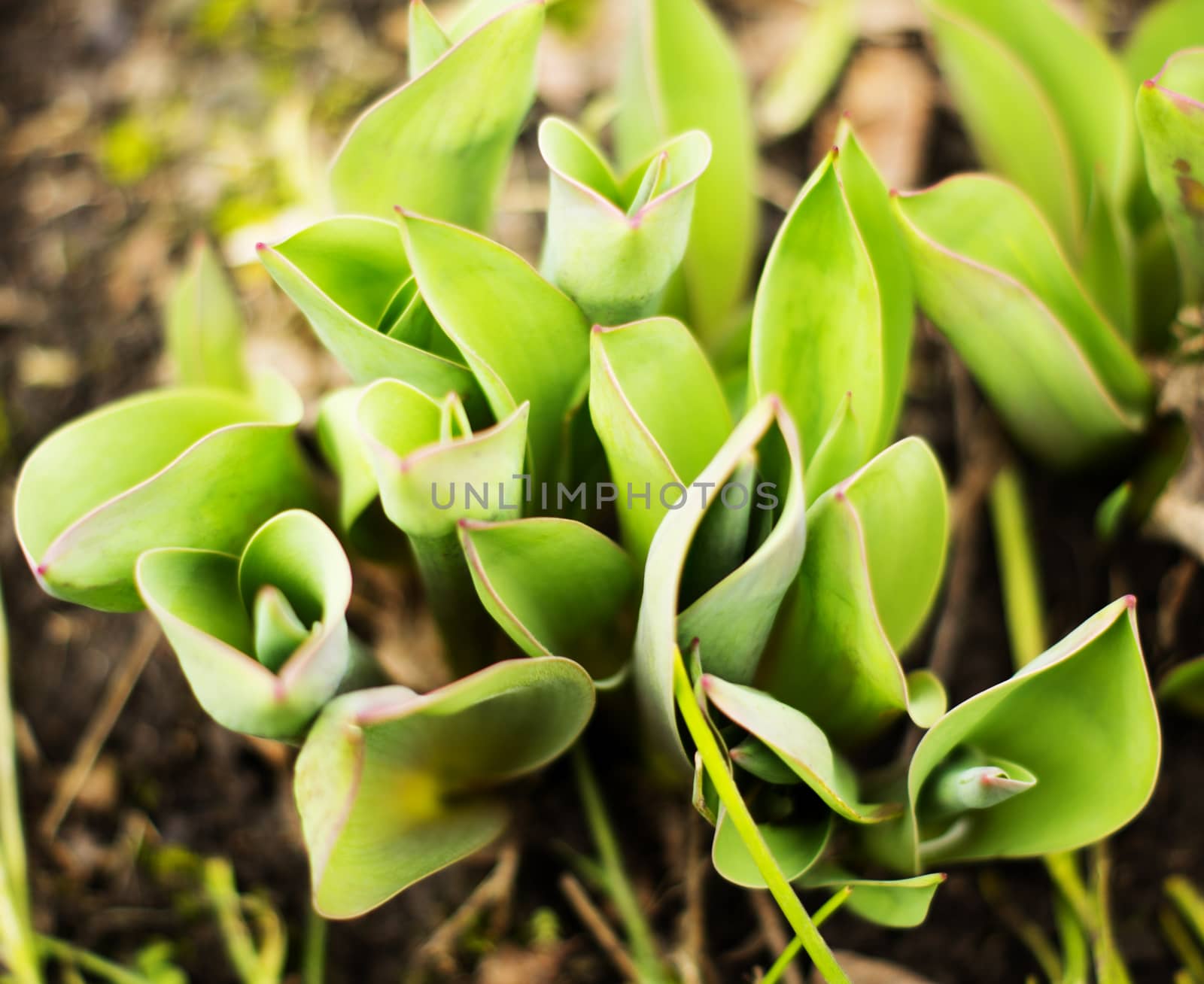 leaves of a tulip. For your commercial and editorial use by serhii_lohvyniuk