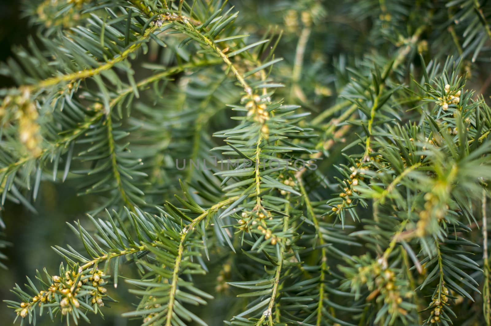 Spiky juniper tree in Spring. For your commercial and editorial use.