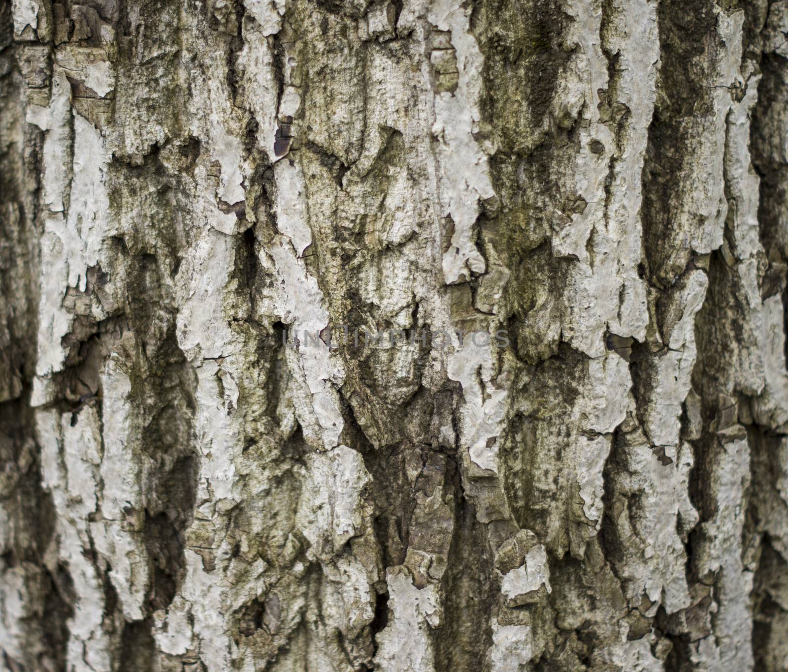 texture of the bark. For your commercial and editorial use by serhii_lohvyniuk