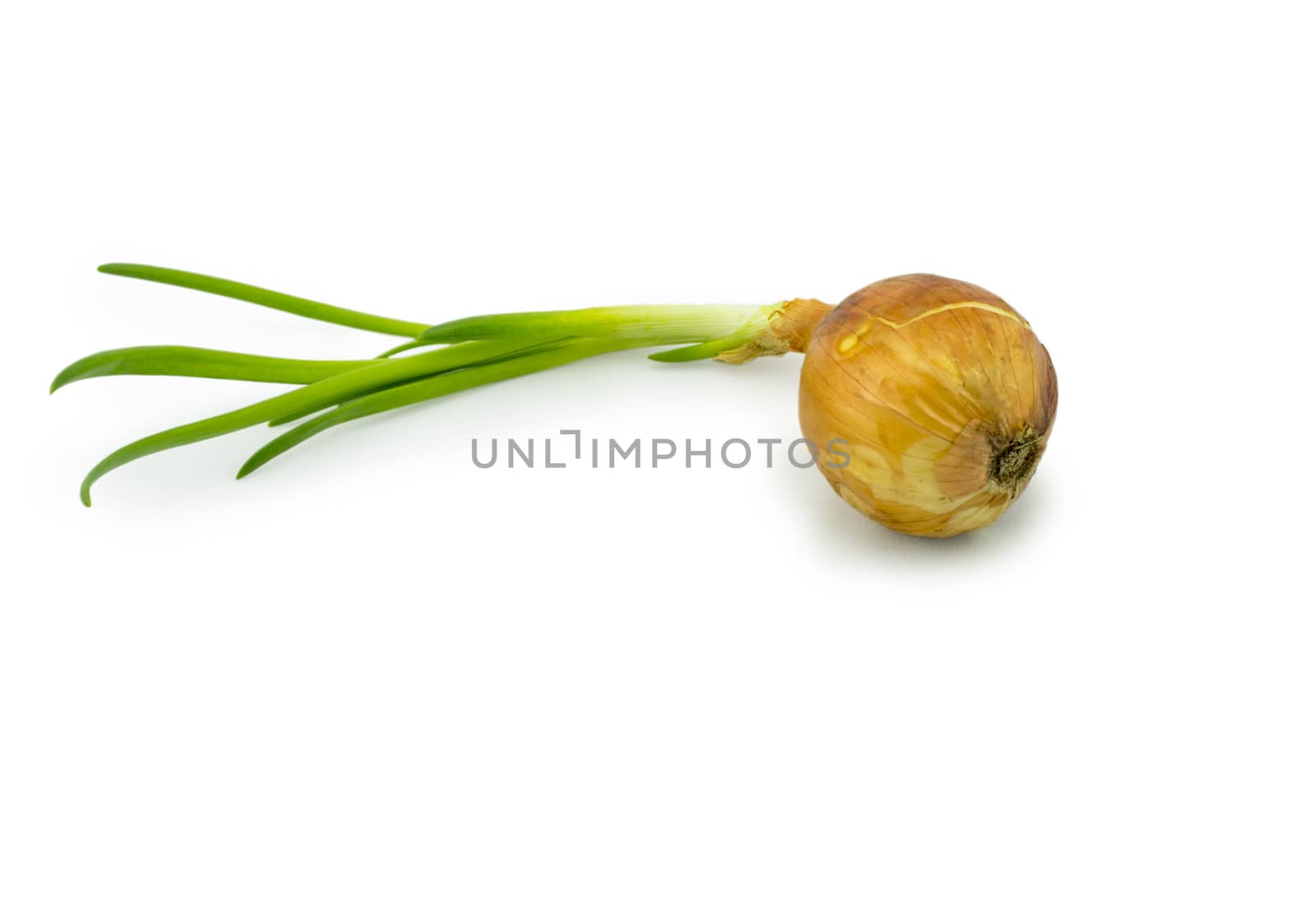 Sprouting onions isolated on white background. For your commercial and editorial use.
