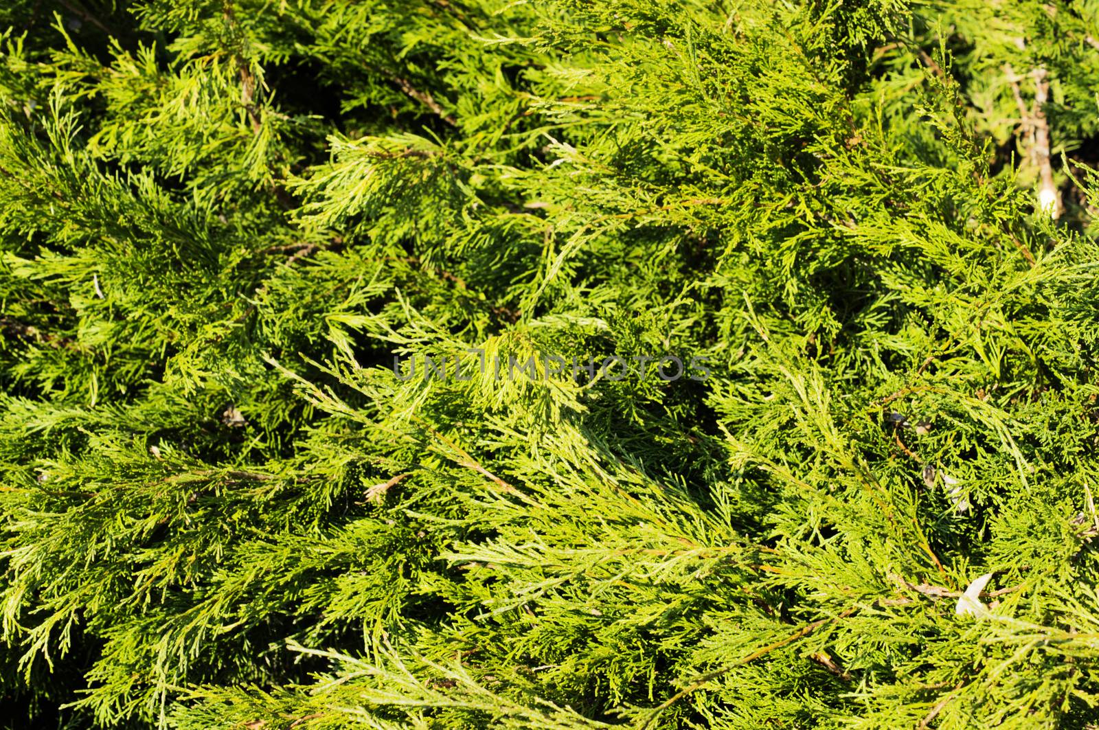 Thuja hedge close-up view.. For your commercial and editorial use by serhii_lohvyniuk
