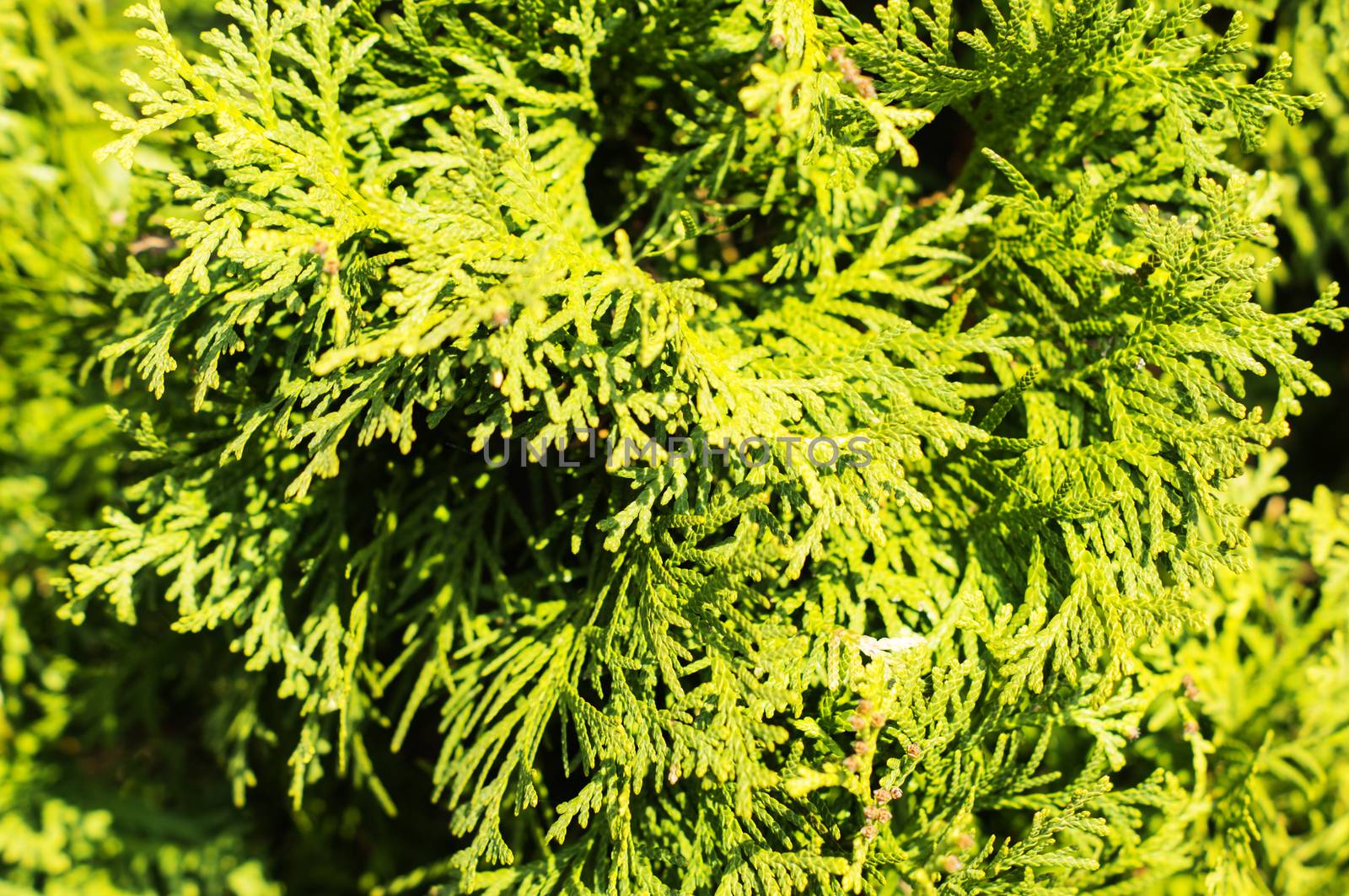 Thuja hedge close-up view.. For your commercial and editorial use by serhii_lohvyniuk
