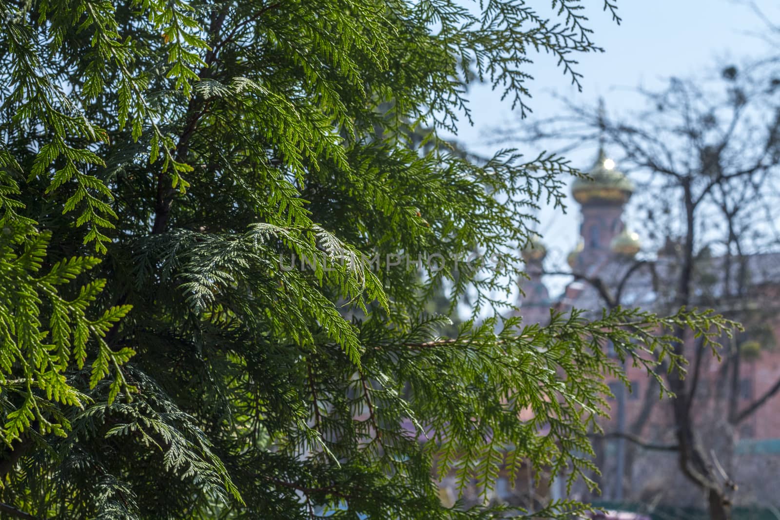 Green Thuja church. For your commercial and editorial use by serhii_lohvyniuk