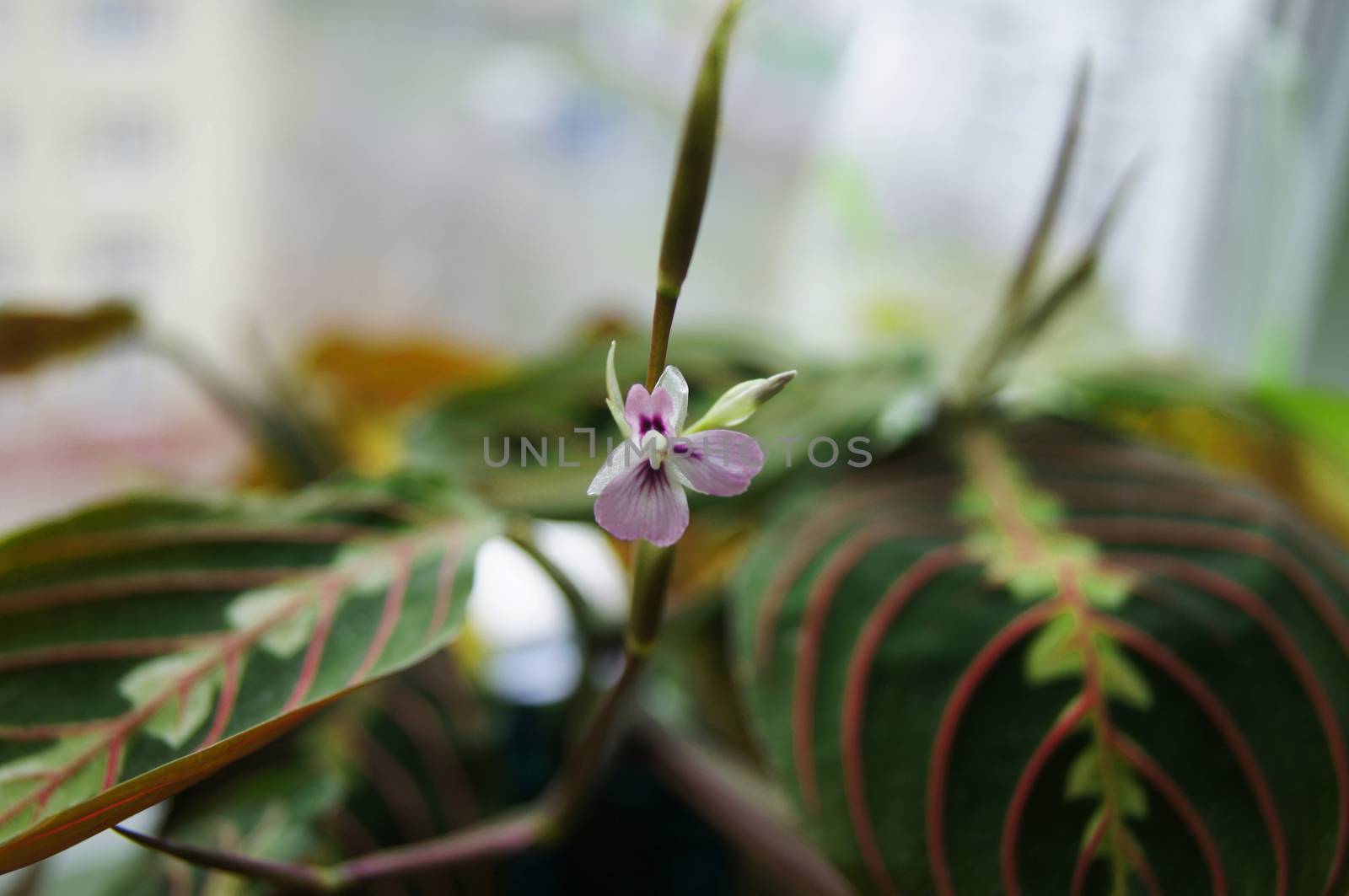 flower Maranta tricolor. For your commercial and editorial use