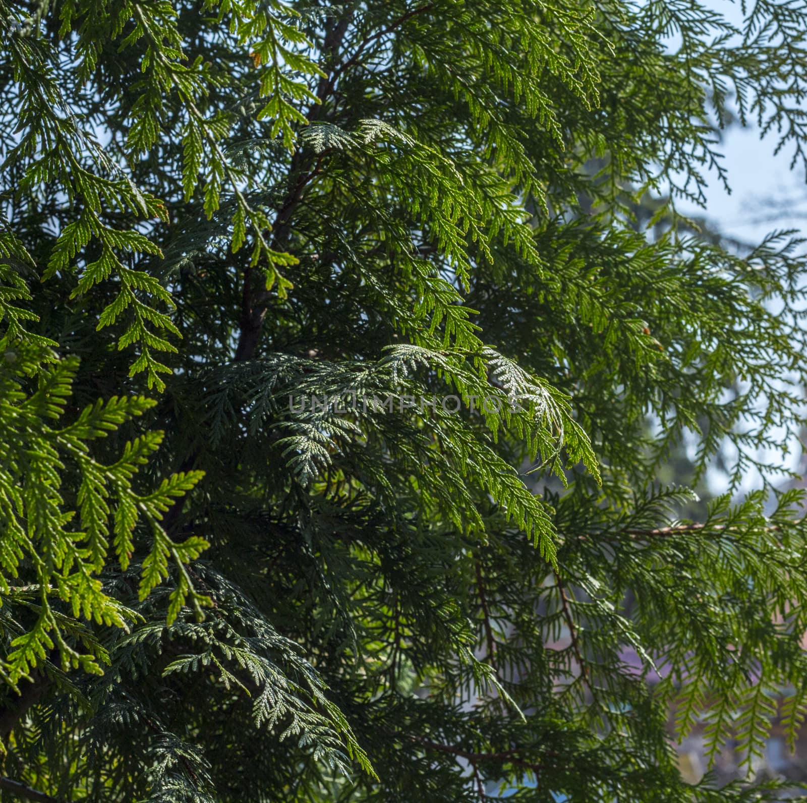 Branches Thuja background green tree. For your commercial and editorial use.