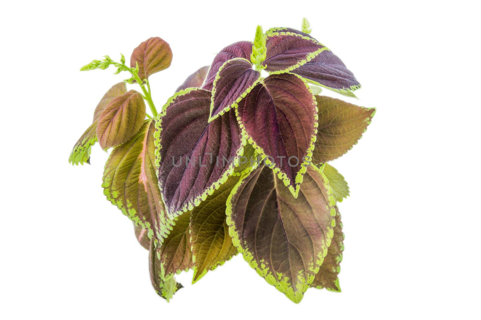 Coleus isolated over white background. For your commercial and editorial use