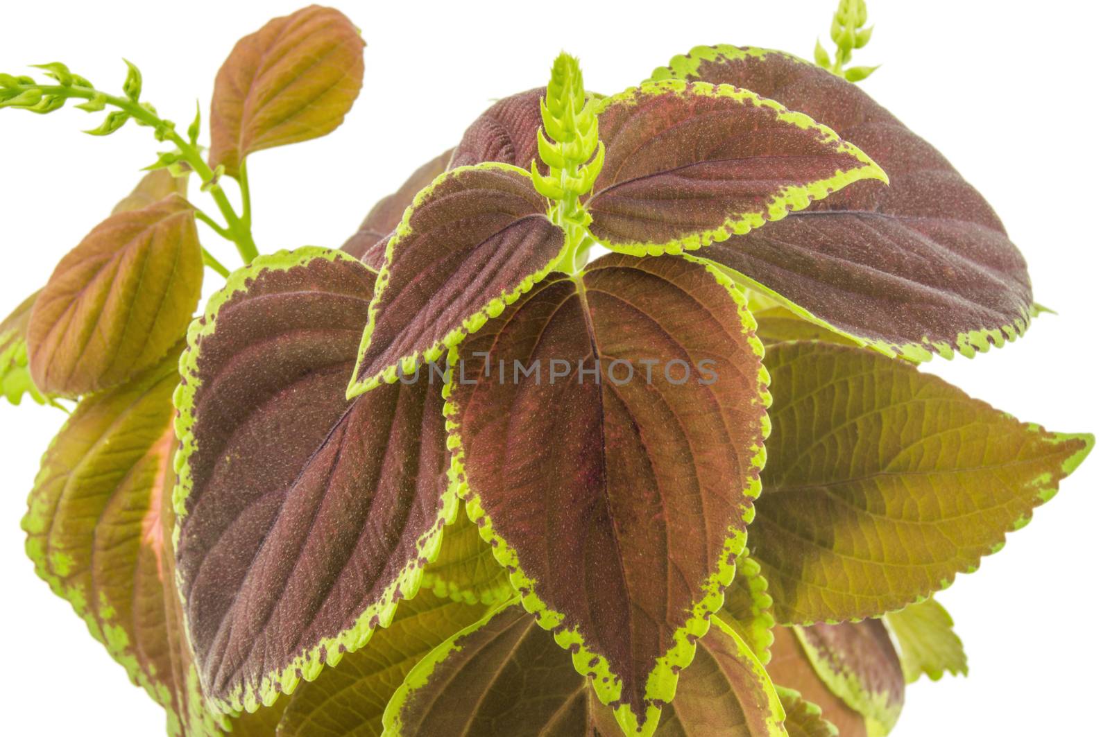 Coleus isolated over white background. For your commercial and editorial use