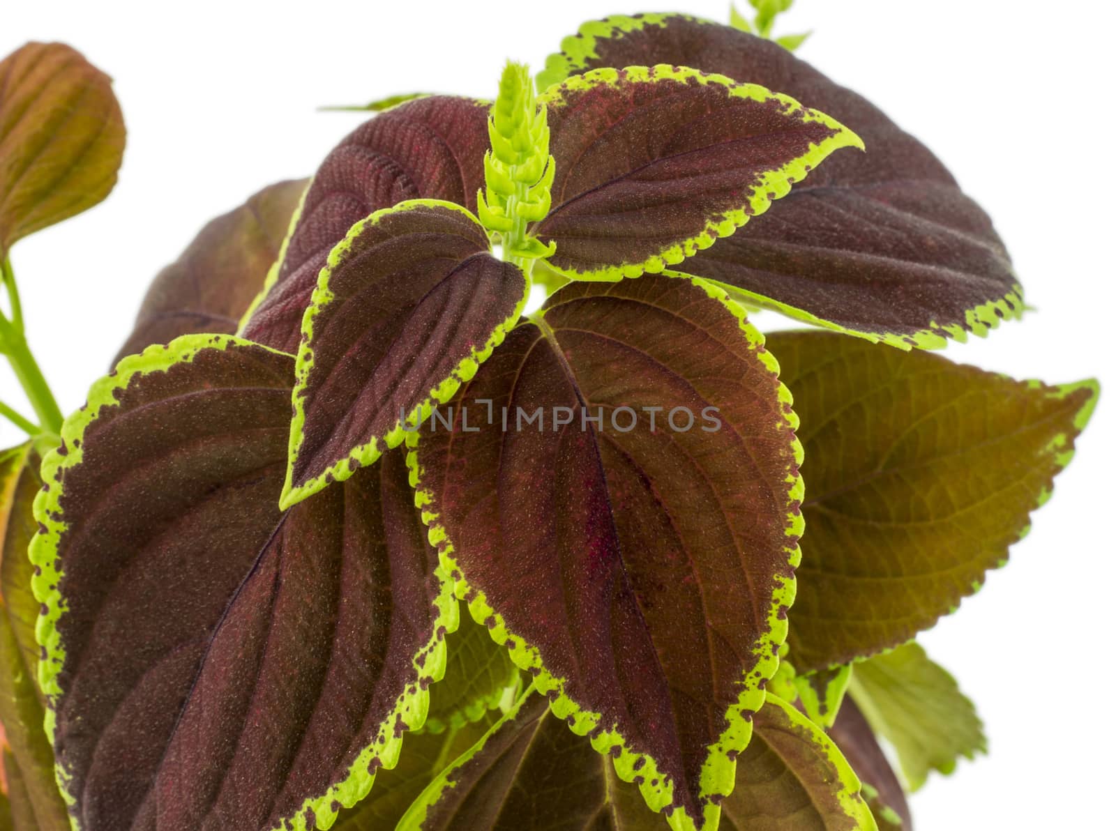 Coleus isolated over white background. For your commercial and editorial use. by serhii_lohvyniuk