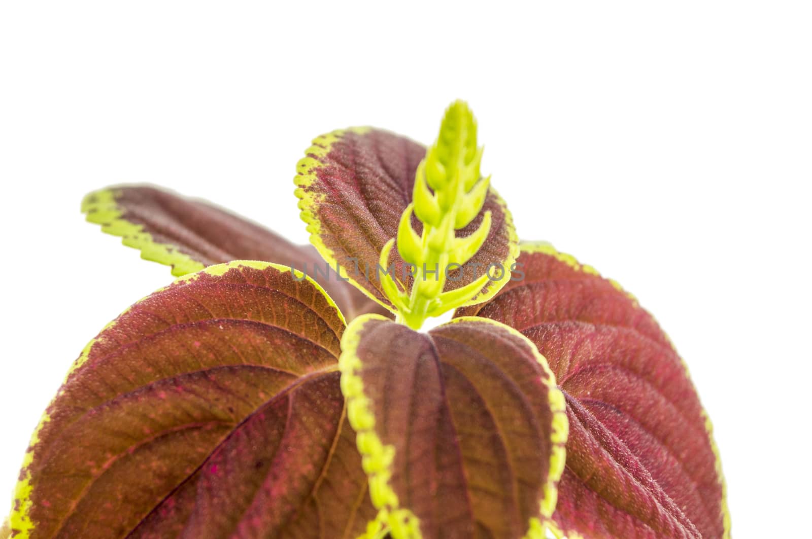 Coleus isolated over white background. For your commercial and editorial use