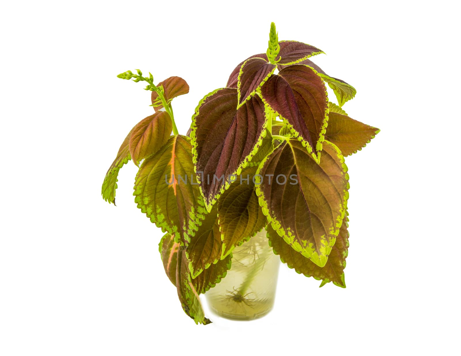 Coleus isolated over white background. For your commercial and editorial use