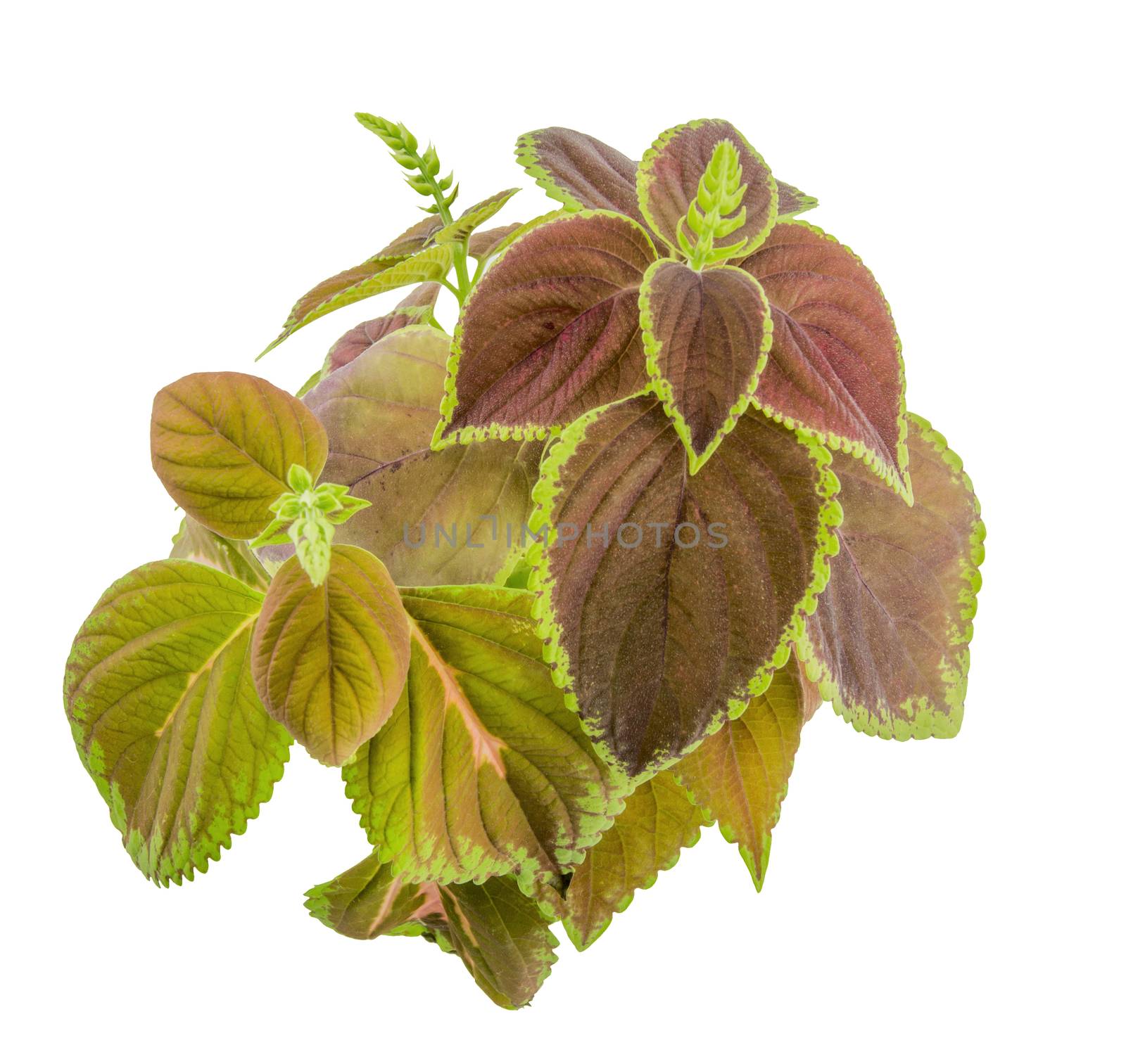 Coleus isolated over white background. For your commercial and editorial use
