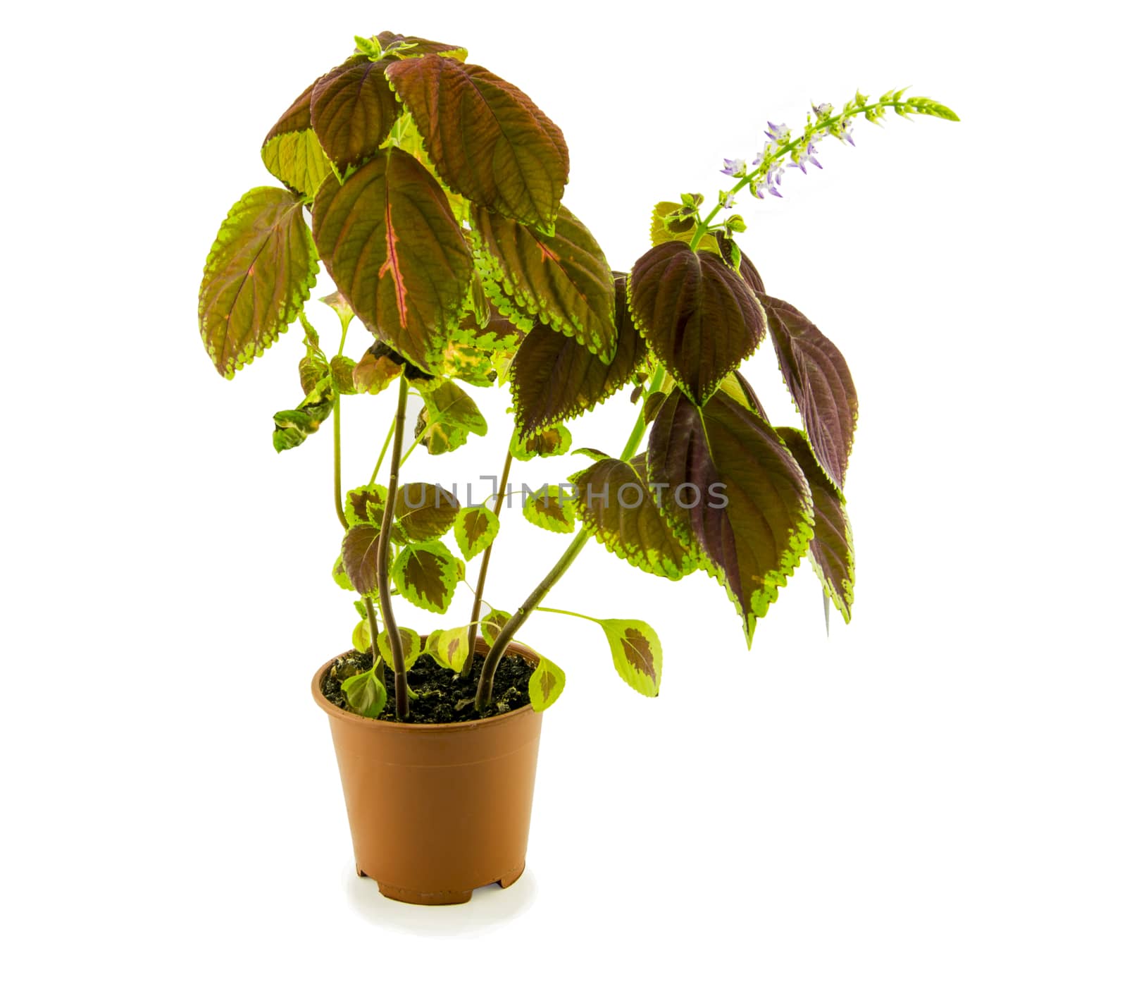 Coleus flowers isolated on white background. For your commercial and editorial use.