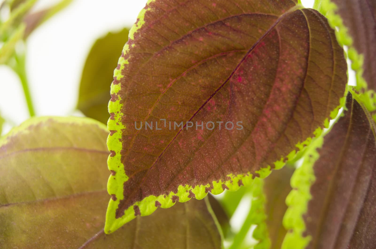 Coleus isolated over white background. For your commercial and editorial use