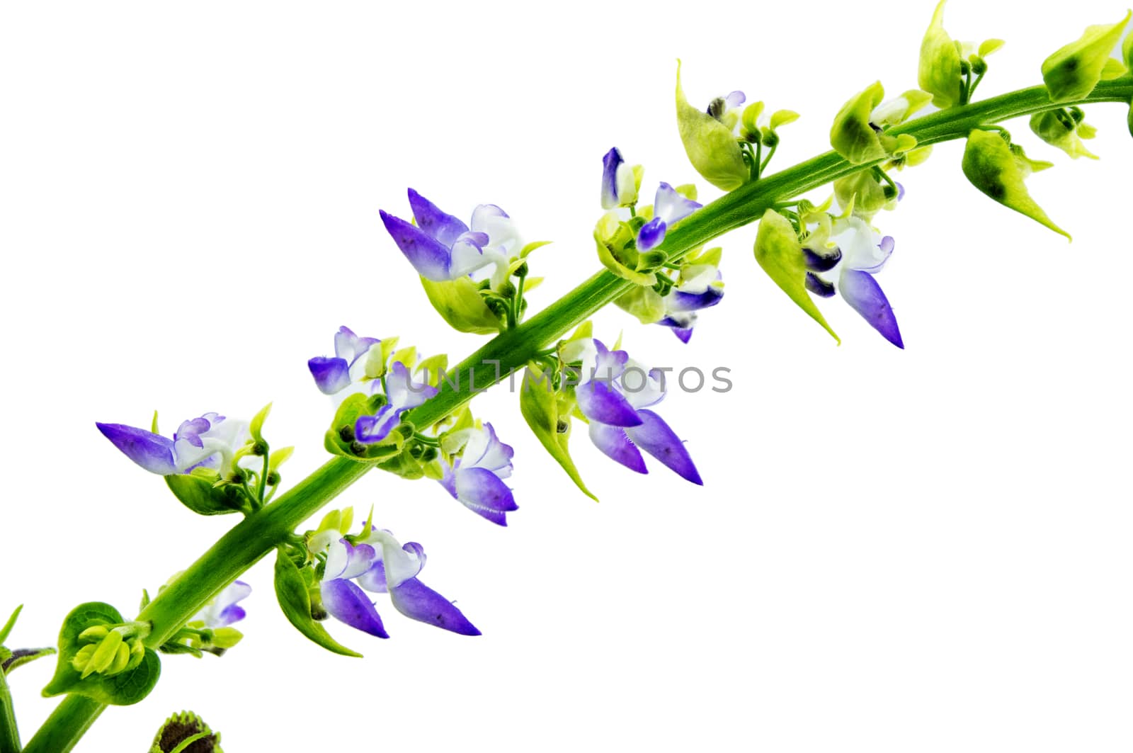 Coleus flowers isolated on white background. For your commercial and editorial use