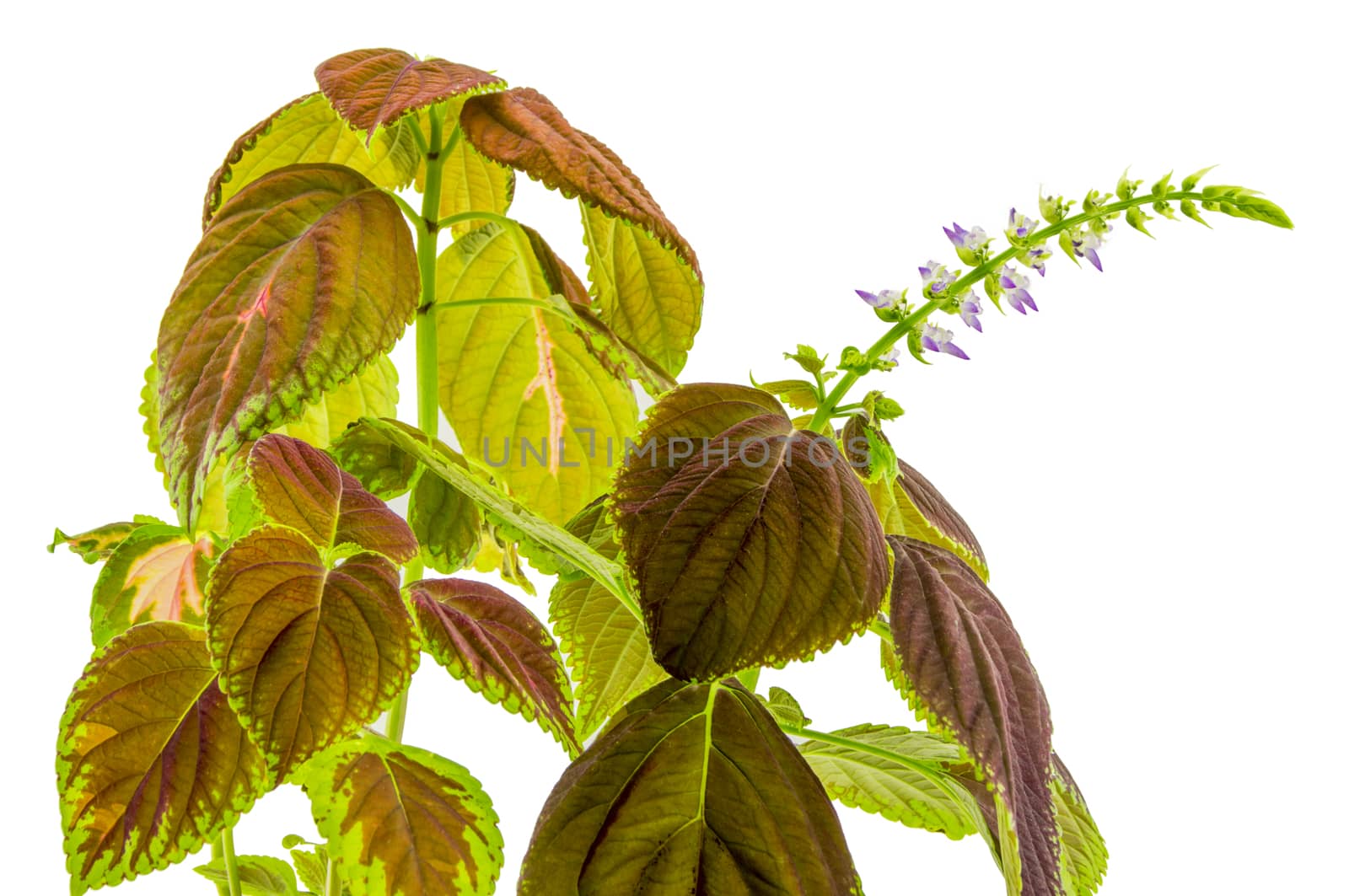 Coleus flowers isolated on white background. For your commercial and editorial use.