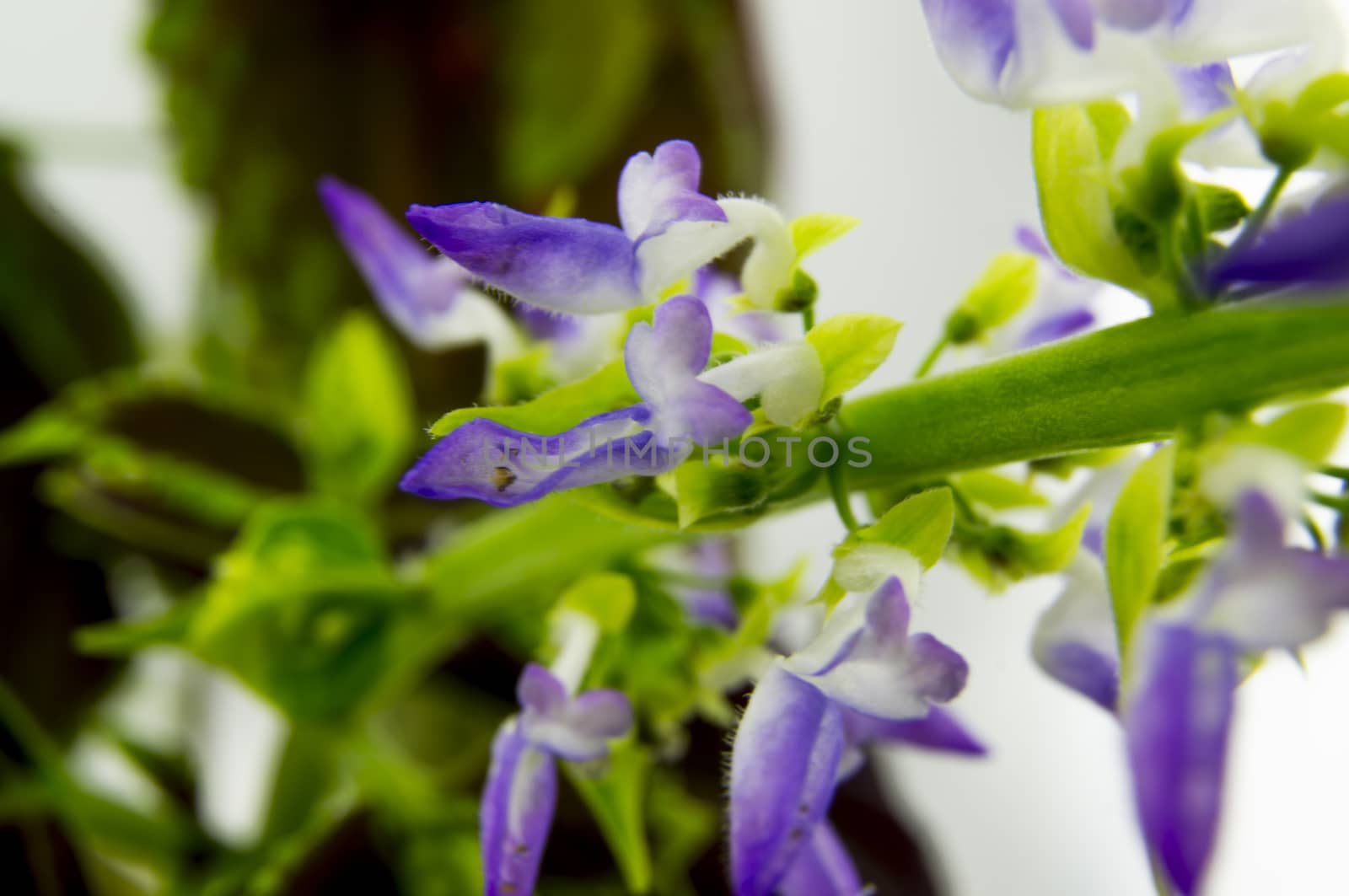 Coleus flowers isolated on white background. For your commercial and editorial use. by serhii_lohvyniuk