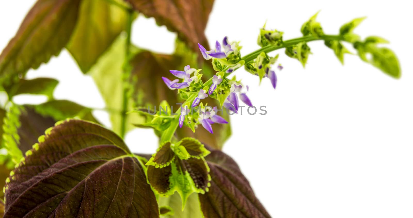 Coleus flowers isolated on white background. For your commercial and editorial use.