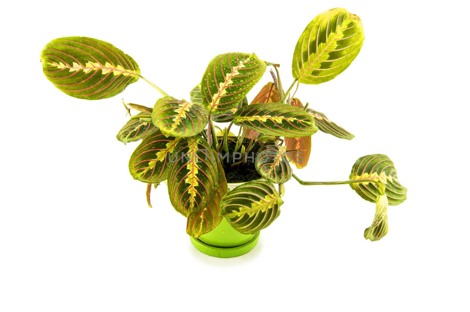 Maranta houseplant on a white background. For your commercial and editorial use. by serhii_lohvyniuk