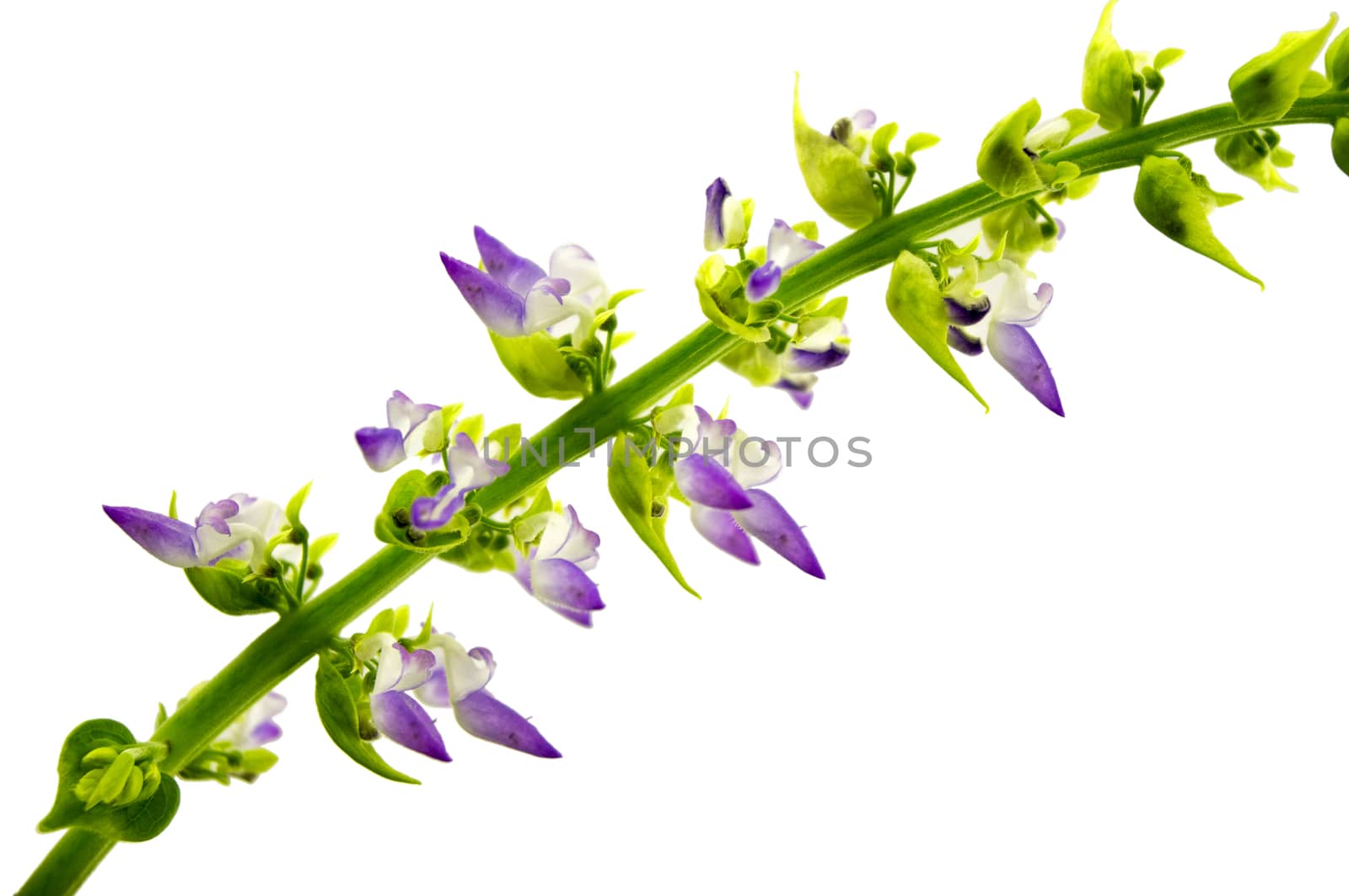 Coleus flowers isolated on white background. For your commercial and editorial use